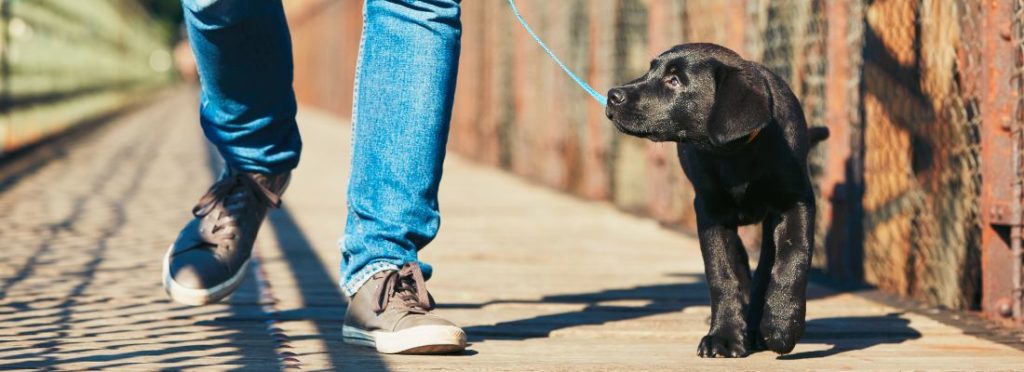 Photo d'un chien en laisse dans la rue 